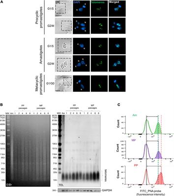Possible Involvement of Hsp90 in the Regulation of Telomere Length and Telomerase Activity During the Leishmania amazonensis Developmental Cycle and Population Proliferation